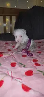 Twinkle , a female Miniature Schnauzer for sale in Kansas City, MO – 8 of 10