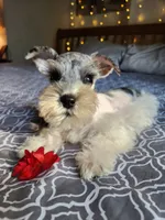 TOY Clay, a male Miniature Schnauzer for sale in Kansas City, MO – 1 of 10