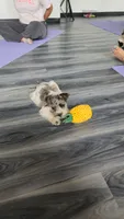 Ridge, a male Miniature Schnauzer for sale in Kansas City, MO – 6 of 10