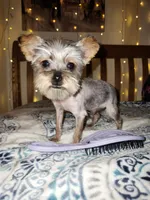 Tiny Timmy , a male Yorkshire Terrier for sale in Kansas City, MO – 8 of 9