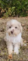 Niko, a male Miniature Schnauzer for sale in Kansas City, MO – 3 of 10