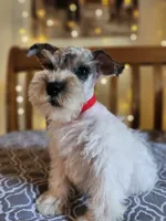 Toy Clay, a male Miniature Schnauzer for sale in Kansas City, MO – 10 of 10