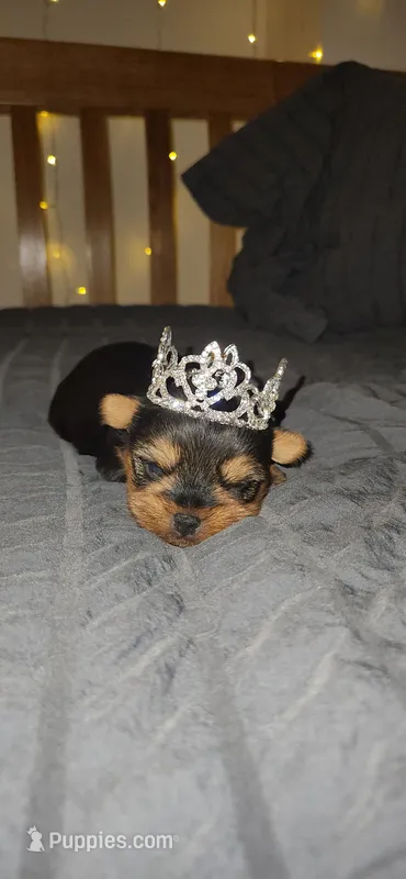 Princess  – Yorkshire Terrier puppy for sale in Springfield, MO