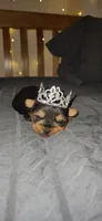 Princess , a female Yorkshire Terrier for sale in Springfield, MO – 1 of 10
