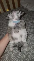 Ridge , a male Miniature Schnauzer for sale in Kansas City, MO – 6 of 10