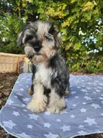Apollo , a female Miniature Schnauzer for sale in Kansas City, MO – 5 of 10