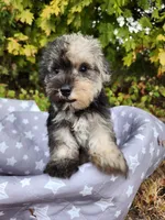 Misha , a male Miniature Schnauzer for sale in Kansas City, MO – 3 of 10