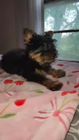 Lumi, a female Yorkshire Terrier for sale in Kansas City, MO – Photo 3 of 10
