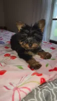 Lumi, a female Yorkshire Terrier for sale in Kansas City, MO – Photo 2 of 10