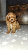 Grogu , a male Cavapoo for sale in Kansas City, MO – 2 of 9