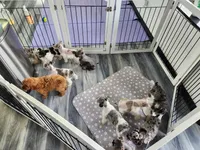 TOY Harbor , a female Miniature Schnauzer for sale in Kansas City, MO – 4 of 8
