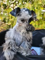 Bluebella , a female Miniature Schnauzer for sale in Springfield, MO – 2 of 7