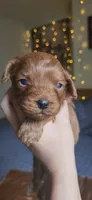 Biscoff, a male Cavapoo for sale in Kansas City, MO – 2 of 10