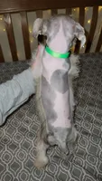 Bandana , a male Miniature Schnauzer for sale in Kansas City, MO – 4 of 10