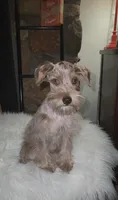 Minky , a female Miniature Schnauzer for sale in Springfield, MO – 4 of 7