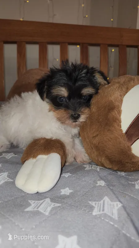 Filo, a male Yorkshire Terrier for sale in Kansas City, MO – Photo 1 of 10