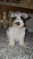 Ridge , a male Miniature Schnauzer for sale in Kansas City, MO – 3 of 10