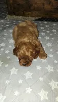Grogu , a male Cavapoo for sale in Kansas City, MO – 4 of 9