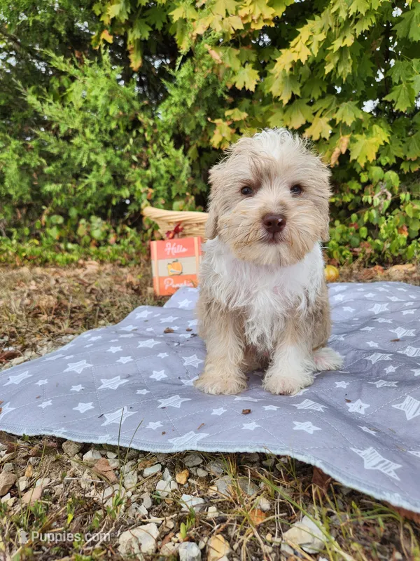 Niko – Miniature Schnauzer puppy on hold in Kansas City, MO