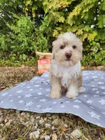 Niko, a male Miniature Schnauzer for sale in Kansas City, MO – 1 of 10