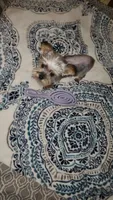 Timmy, a male Yorkshire Terrier for sale in Kansas City, MO – 3 of 6