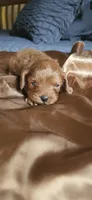 Biscoff, a male Cavapoo for sale in Kansas City, MO – 10 of 10