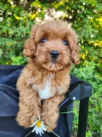 Bear , a male Cavapoo for sale in Kansas City, MO – 3 of 9