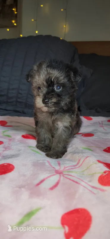 Tiny Toy – Miniature Schnauzer puppy for sale in Kansas City, MO