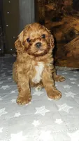 Grogu , a male Cavapoo for sale in Kansas City, MO – 1 of 9
