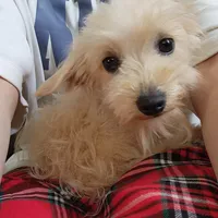 Sugar Bear, a female Schnoodle for sale in Kansas City, MO – Photo 3 of 8