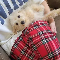 Sugar Bear, a female Schnoodle for sale in Kansas City, MO – Photo 5 of 8