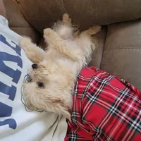 Sugar Bear, a female Schnoodle for sale in Kansas City, MO – Photo 8 of 8