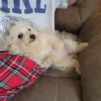 Sugar Bear, a female Schnoodle for sale in Kansas City, MO – Photo 4 of 8