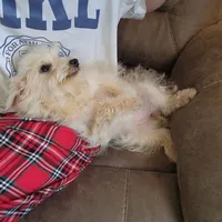 Sugar Bear, a female Schnoodle for sale in Kansas City, MO – Photo 2 of 8