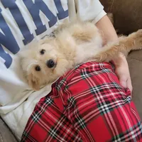 Sugar Bear, a female Schnoodle for sale in Kansas City, MO – Photo 6 of 8