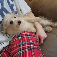 Sugar Bear, a female Schnoodle for sale in Kansas City, MO – Photo 7 of 8