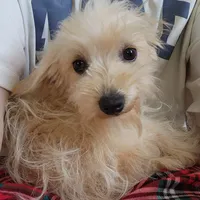 Sugar Bear, a female Schnoodle for sale in Kansas City, MO – Photo 1 of 8