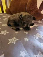 Rain , a female Miniature Schnauzer for sale in Kansas City, MO – Photo 8 of 8