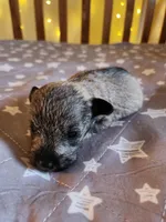 Rain , a female Miniature Schnauzer for sale in Kansas City, MO – Photo 3 of 8