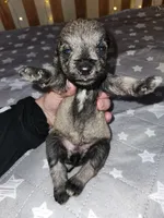 Rain , a female Miniature Schnauzer for sale in Kansas City, MO – Photo 2 of 8