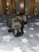 Rain , a female Miniature Schnauzer for sale in Kansas City, MO – Photo 1 of 8