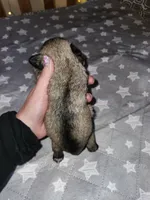 Rain , a female Miniature Schnauzer for sale in Kansas City, MO – Photo 4 of 8