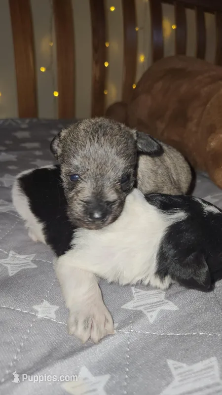 Rain  – Miniature Schnauzer puppy for sale in Kansas City, MO