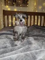 Blaze , a male Miniature Schnauzer for sale in Springfield, MO – 10 of 10