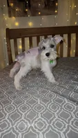 Bandana , a male Miniature Schnauzer for sale in Kansas City, MO – 2 of 10