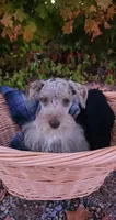 Minky , a female Miniature Schnauzer for sale in Springfield, MO – 2 of 7