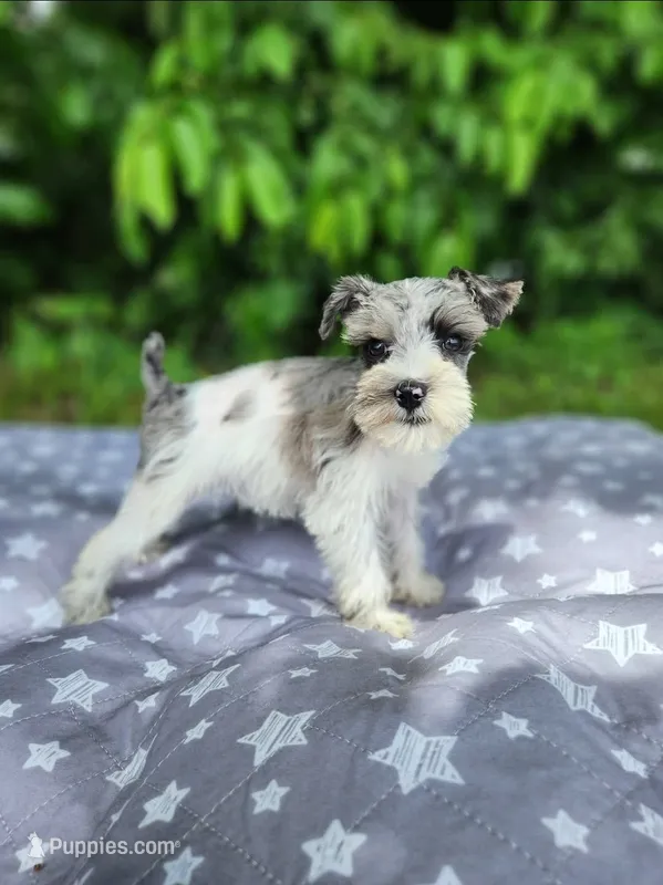 Ridge – Miniature Schnauzer puppy for sale in Kansas City, MO