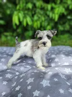 Ridge, a male Miniature Schnauzer for sale in Kansas City, MO – 1 of 10