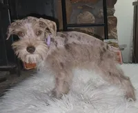 Minky , a female Miniature Schnauzer for sale in Springfield, MO – 3 of 7