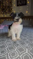Harbor , a female Miniature Schnauzer for sale in Kansas City, MO – 2 of 10